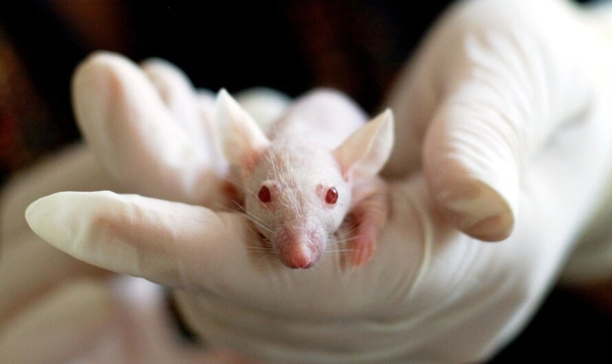 Grâce à un gène antérieur à l’apparition de la vie animale, les scientifiques ont créé cette souris