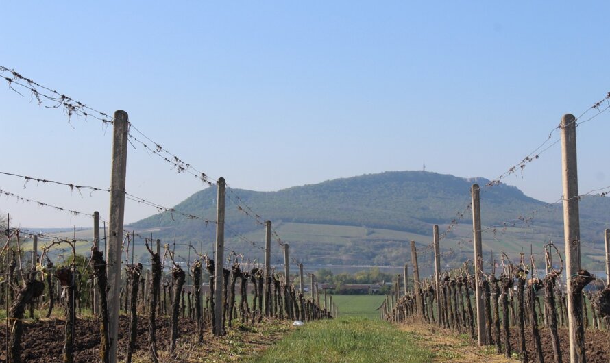 Mal de dos: cet exosquelette soulage le travail dans les vignes