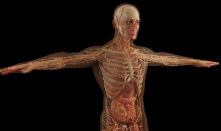 Anatomie du corps humain en 3D