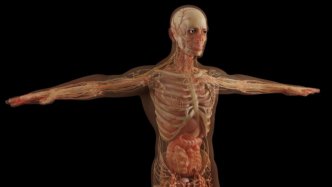 Anatomie du corps humain en 3D