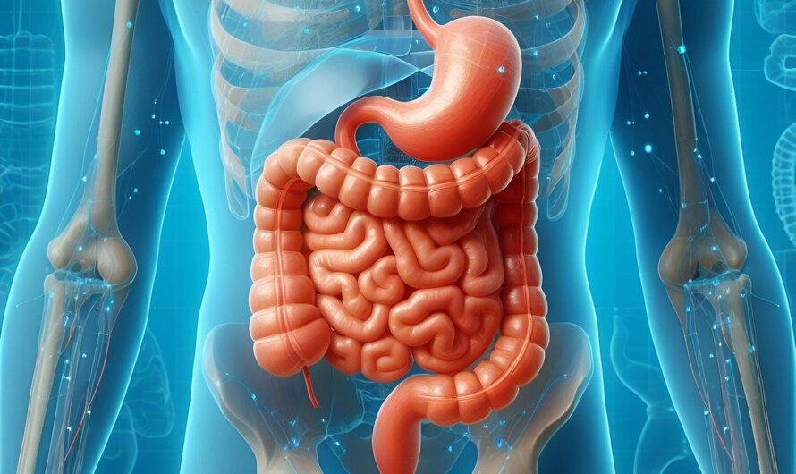 Régénérer le cerveau post-AVC grâce aux hormones intestinales