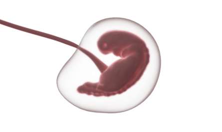 fetus, embryo, pregnancy