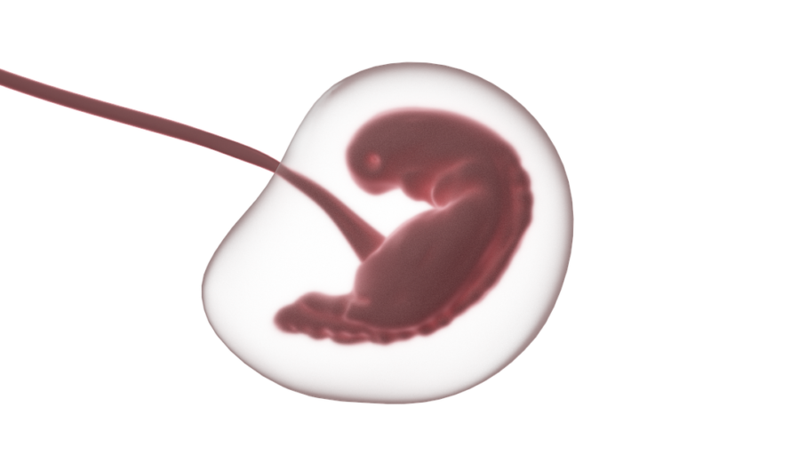 Des chercheurs développent un organoïde imitant le pancréas fœtal humain