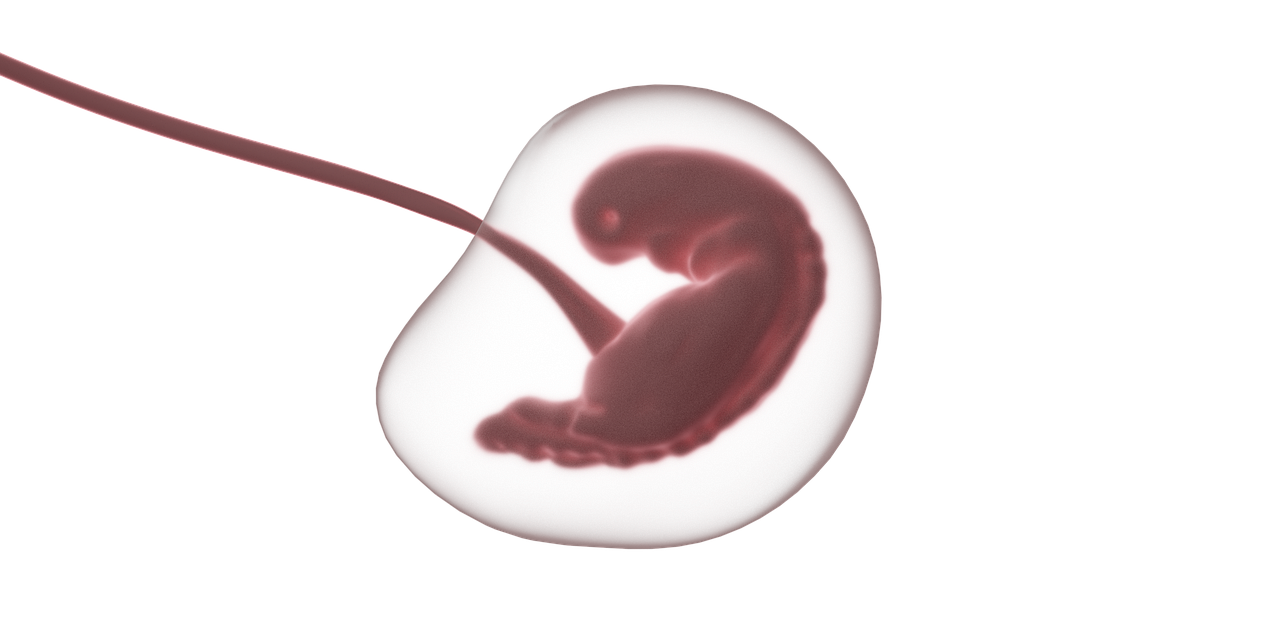 fetus, embryo, pregnancy