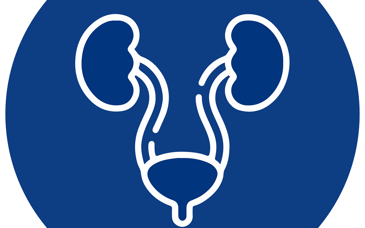 urology, icon, kidneys