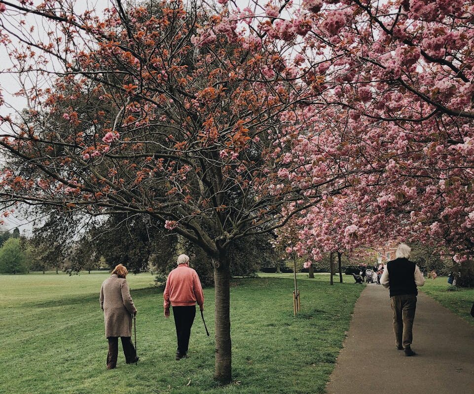 Elderly individuals enjoying a walk under cherry blossoms in a vibrant spring park setting.